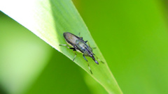 Idiella euidielloides