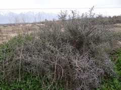 Condalia microphylla
