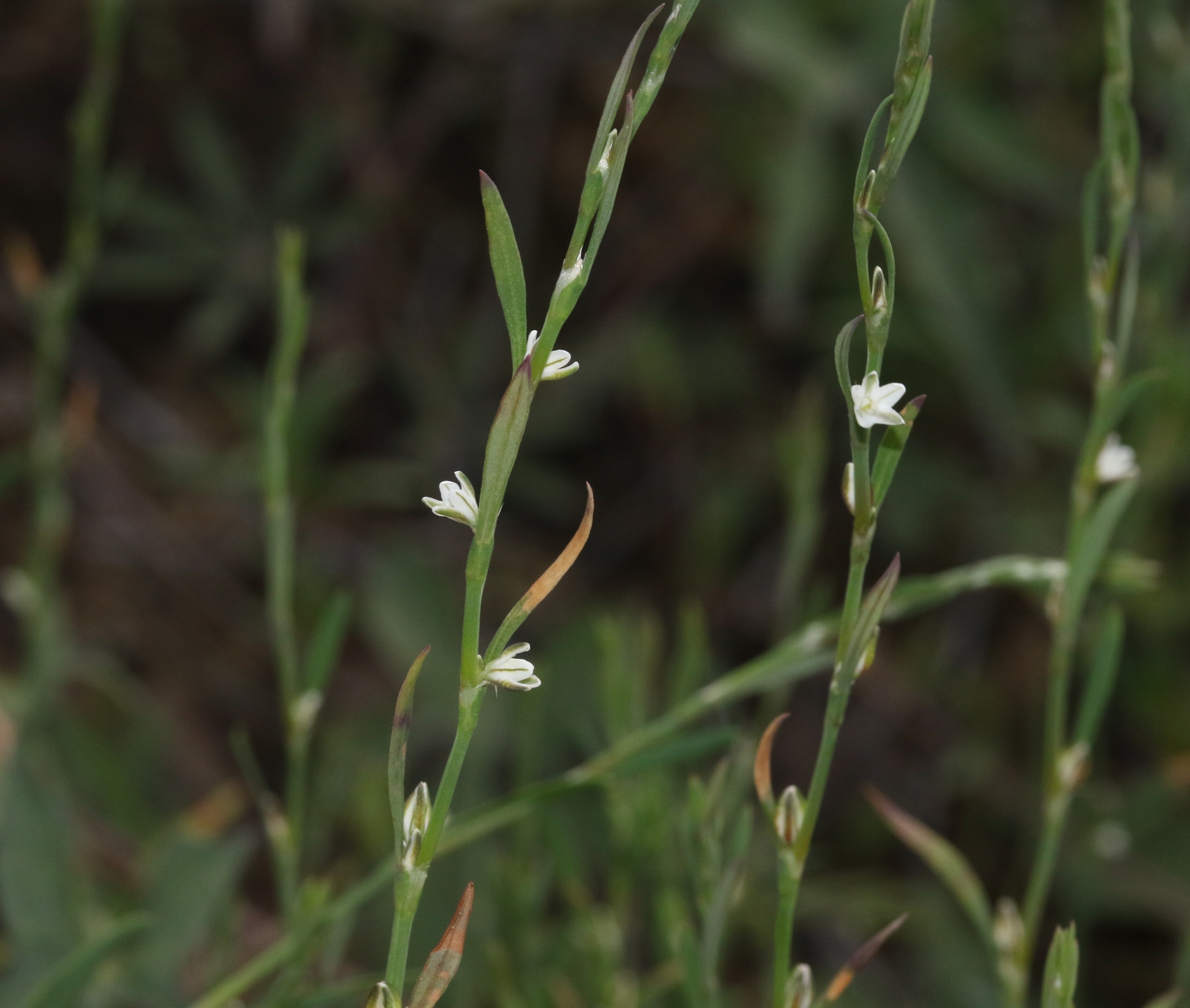 Polygonum sawatchense