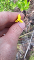 Xyris stenotera