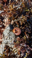 Calliostoma canaliculatum
