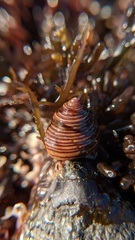 Calliostoma canaliculatum