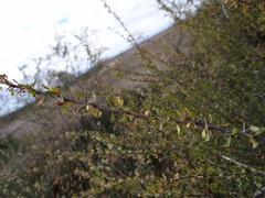 Bougainvillea spinosa