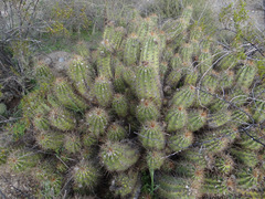 Trichocereus candicans