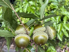 Lithocarpus konishii