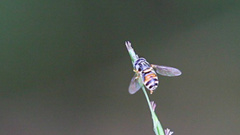 Paragus crenulatus