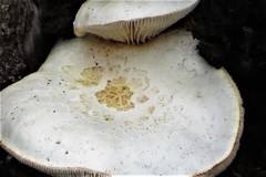 Saproamanita nauseosa