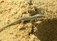 Podarcis waglerianus