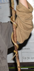Atractus major