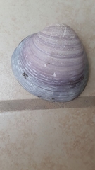 Eucallista purpurata