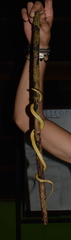 Atractus major