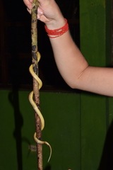 Atractus major