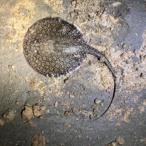 Longtail river stingray (Plesiotrygon iwamae) — Potamotrygonidae — 2
