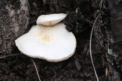 Saproamanita nauseosa