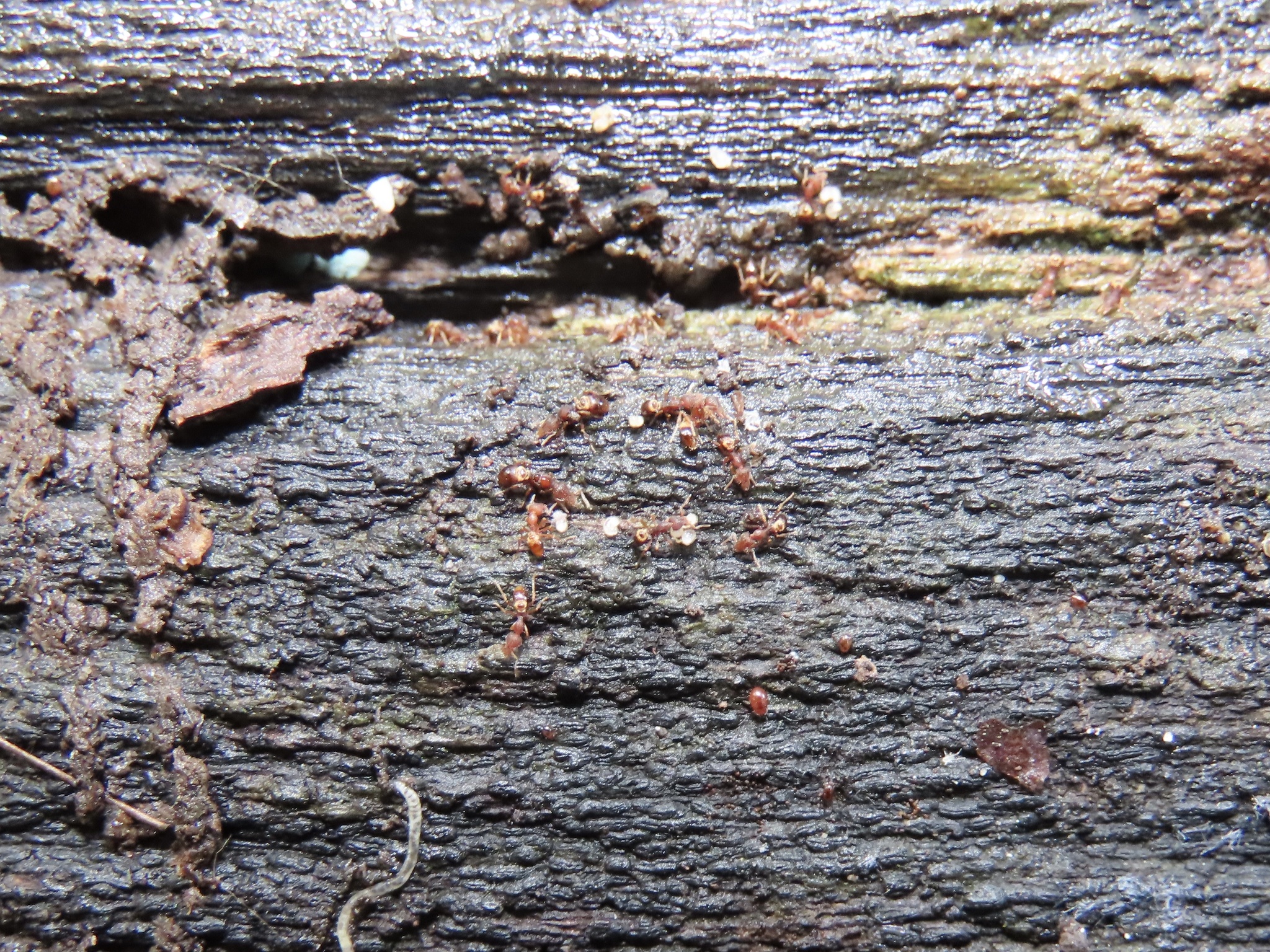 Strumigenys