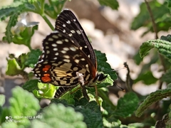 Chlosyne melitaeoides melitaeoides