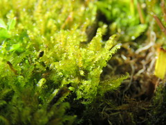 Palustriella falcata