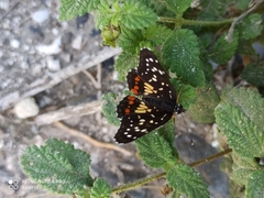 Chlosyne melitaeoides melitaeoides