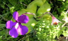Pinguicula macrophylla