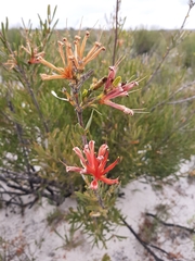 Lambertia multiflora multiflora