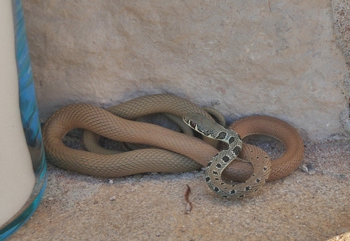 Dahl's Whip Snake, Ђенаши, Черногория, photo 10 of 10