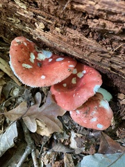 Russula persanguinea
