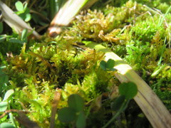 Palustriella falcata