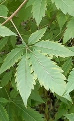 Vitex negundo cannabifolia
