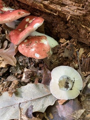 Russula persanguinea