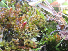 Palustriella falcata