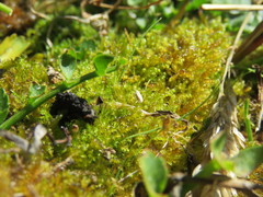 Palustriella falcata