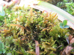 Palustriella falcata