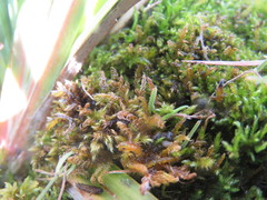 Palustriella falcata