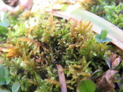 Palustriella falcata