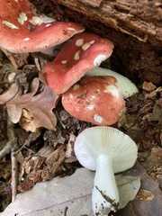 Russula persanguinea