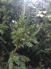 Taxus