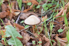 Psathyrella spadiceogrisea