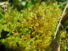 Palustriella falcata