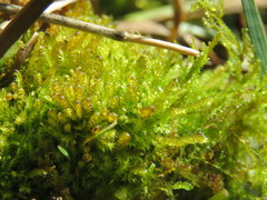 Palustriella falcata