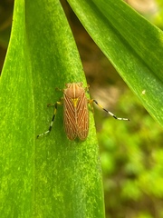 Aetalion reticulatum