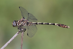 Progomphus obscurus