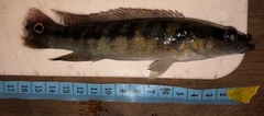 Crenicichla