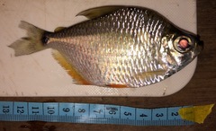 Characiformes
