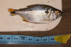Characiformes