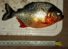 Pygocentrus nattereri