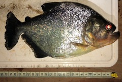 Pygocentrus nattereri