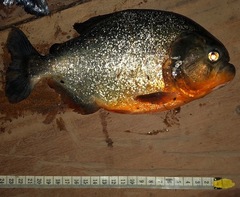 Pygocentrus nattereri