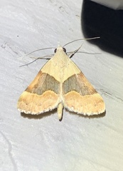 Hemeroplanis incusalis