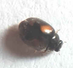 Nephus quadrimaculatus