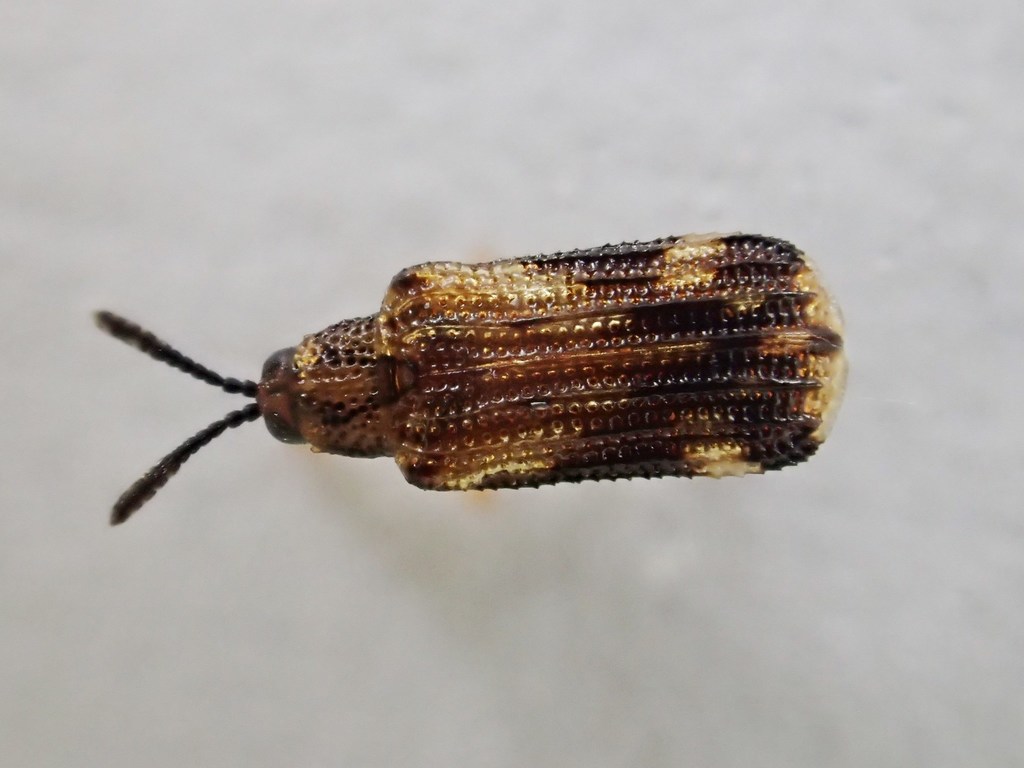 Haplotrinchus Inaequalis Sumitrosis inaequalis from Charlotte County, NB, Canada on August 2 ...